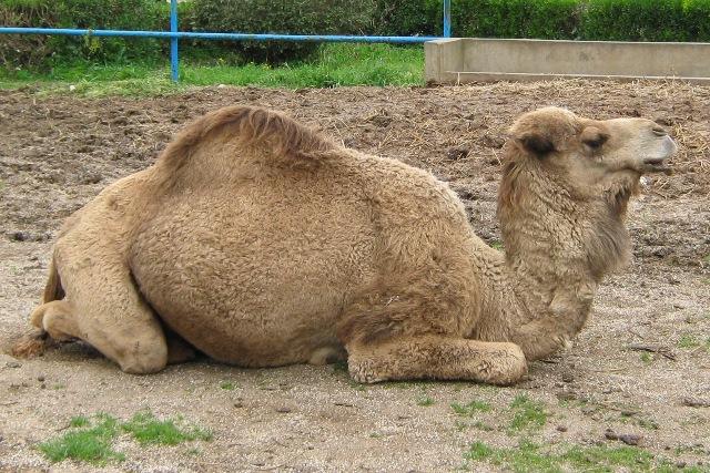 Dromadaire